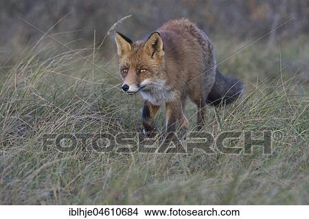 Red fox (Vulpes vulpes), on the stalk, Nordholland, Netherlands View Large Photo Image Picture - Red fox (Vulpes vulpes), on the stalk, Nordholland, Netherlands. Fotosearch