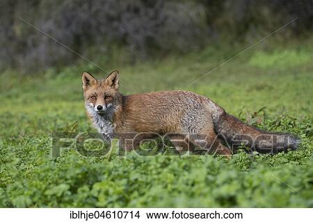 Red fox (Vulpes vulpes), on the stalk, Nordholland, Netherlands View Large Photo Image Picture - Red fox (Vulpes vulpes), on the stalk, Nordholland, Netherlands. Fotosearch