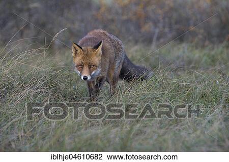 Stock Image - Red fox (Vulpes vulpes), on the stalk, Nordholland, Netherlands. Fotosearch