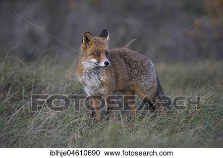 Red fox (Vulpes vulpes), on the stalk, Nordholland, Netherlands View Large Photo Image Stock Image - Red fox (Vulpes vulpes), on the stalk, Nordholland, Netherlands. Fotosearch