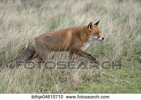 Red fox (Vulpes vulpes), on the stalk, Nordholland, Netherlands View Large Photo Image Stock Image - Red fox (Vulpes vulpes), on the stalk, Nordholland, Netherlands. Fotosearch