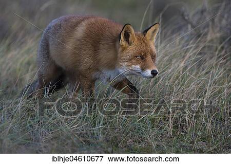 Stock Photo - Red fox (Vulpes vulpes), on the stalk, Nordholland, Netherlands. Fotosearch