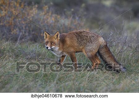 Stock Photo - Red fox (Vulpes vulpes), on the stalk, Nordholland, Netherlands. Fotosearch