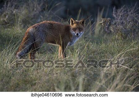 Stock Photograph - Red fox (Vulpes vulpes), on the stalk, Nordholland, Netherlands. Fotosearch