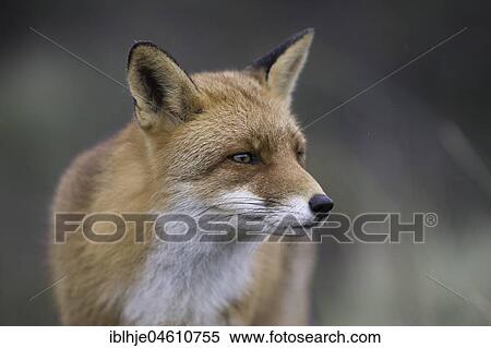 Stock Photography - Red fox (Vulpes vulpes), Portrait, Rhineland-Palatinate, Germany, Europe. Fotosearch