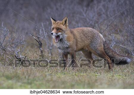 Picture - Red fox (Vulpes vulpes), yawning, Alkmar, North Holland, Netherlands. Fotosearch