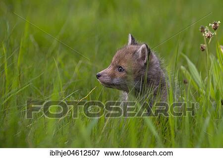 Red fox (Vulpes vulpes), young animal in meadow, Rhineland-Palatinate, Germany, Europe View Large Photo Image Stock Photo - Red fox (Vulpes vulpes), young animal in meadow, Rhineland-Palatinate, Germany, Europe. Fotosearch