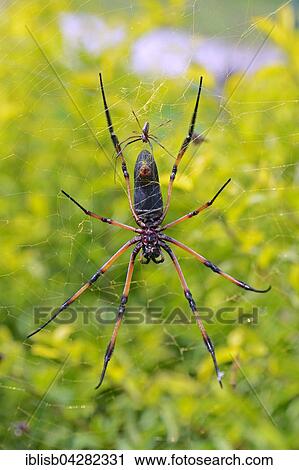 Red-legged golden orb-web spider (Nephila inaurata), large female and small male on web, Mahe Island, Seychelles, Africa View Large Photo Image Stock Image - Red-legged golden orb-web spider (Nephila inaurata), large female and small male on web, Mahe Island, Seychelles, Africa. Fotosearch