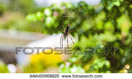 Red-legged golden orb-web spider (Nephila inaurata) Silk Spider Island Math, Seychelles, Africa View Large Photo Image Stock Image - Red-legged golden orb-web spider (Nephila inaurata) Silk Spider Island Math, Seychelles, Africa. Fotosearch