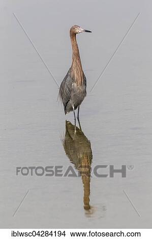Reddish egret (Egretta rufescens) standing in water, reflection, JN Ding Darling National Wildlife Refuge, Sanibel Island, Florida, USA, North America View Large Photo Image Picture - Reddish egret (Egretta rufescens) standing in water, reflection, JN Ding Darling National Wildlife Refuge, Sanibel Island, Florida, USA, North America. Fotosearch