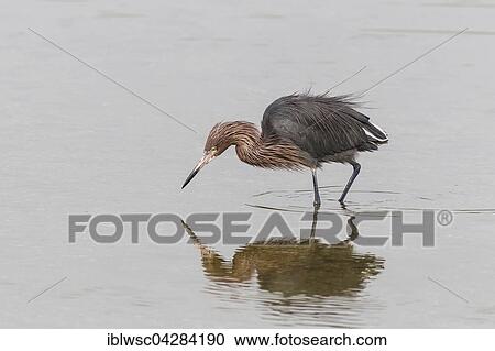 Stock Image - Reddish egret (Egretta rufescens), foraging in water, JN Ding Darling National Wildlife Refuge, Sanibel Island, Florida, USA, North America. Fotosearch