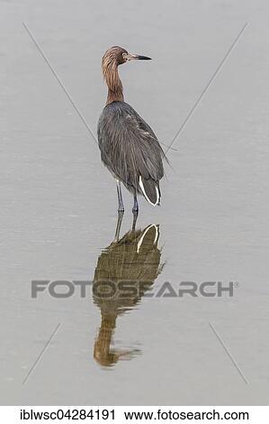 Reddish egret (Egretta rufescens) standing in water, reflection, JN Ding Darling National Wildlife Refuge, Sanibel Island, Florida, USA, North America View Large Photo Image Stock Image - Reddish egret (Egretta rufescens) standing in water, reflection, JN Ding Darling National Wildlife Refuge, Sanibel Island, Florida, USA, North America. Fotosearch