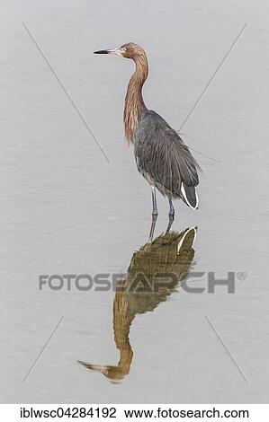 Reddish egret (Egretta rufescens) standing in water, reflection, JN Ding Darling National Wildlife Refuge, Sanibel Island, Florida, USA, North America View Large Photo Image Stock Image - Reddish egret (Egretta rufescens) standing in water, reflection, JN Ding Darling National Wildlife Refuge, Sanibel Island, Florida, USA, North America. Fotosearch