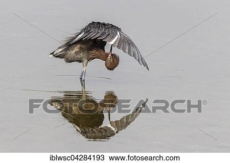 Reddish egret (Egretta rufescens), preening feathers, reflection, JN Ding Darling National Wildlife Refuge, Sanibel Island, Florida, USA, North America View Large Photo Image Stock Image - Reddish egret (Egretta rufescens), preening feathers, reflection, JN Ding Darling National Wildlife Refuge, Sanibel Island, Florida, USA, North America. Fotosearch