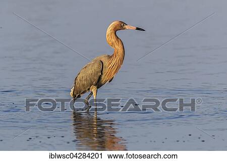 Reddish egret (Egretta rufescens) standing in water, Sanibel, Florida, USA, North America View Large Photo Image Stock Image - Reddish egret (Egretta rufescens) standing in water, Sanibel, Florida, USA, North America. Fotosearch
