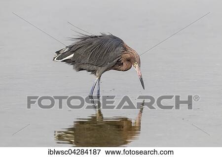 Stock Photo - Reddish egret (Egretta rufescens), foraging in water, JN Ding Darling National Wildlife Refuge, Sanibel Island, Florida, USA, North America. Fotosearch