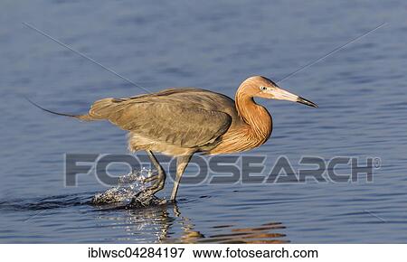 Reddish egret (Egretta rufescens) walking in water, JN Ding Darling National Wildlife Refuge, Sanibel Island, Florida, USA, North America View Large Photo Image Stock Photo - Reddish egret (Egretta rufescens) walking in water, JN Ding Darling National Wildlife Refuge, Sanibel Island, Florida, USA, North America. Fotosearch