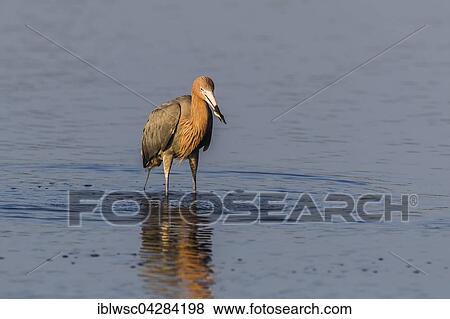 Stock Photo - Reddish egret (Egretta rufescens) standing in water with preyed fish, JN Ding Darling National Wildlife Refuge, Sanibel Island, Florida, USA, North America. Fotosearch