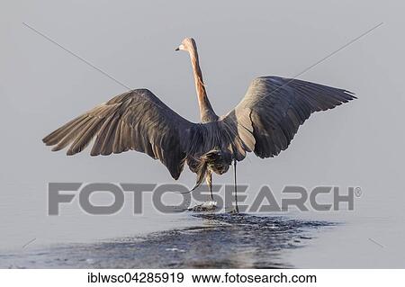 Stock Photo - Reddish egret (Egretta rufescens) walking through water with outstretched wings, JN Ding Darling National Wildlife Refuge, Sanibel Island, Florida, USA, North America. Fotosearch