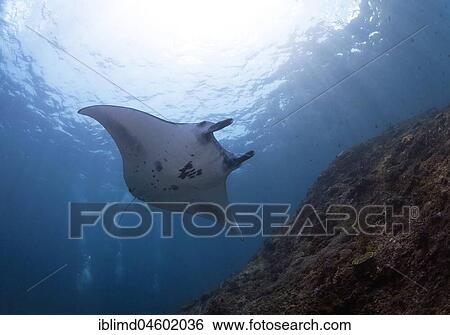 Stock Photograph - Reef Manta Ray (Mobula alfredi), Manta Point, Nusa Penida, Nusa Lembongan, Bali, Indonesia, Asia. Fotosearch