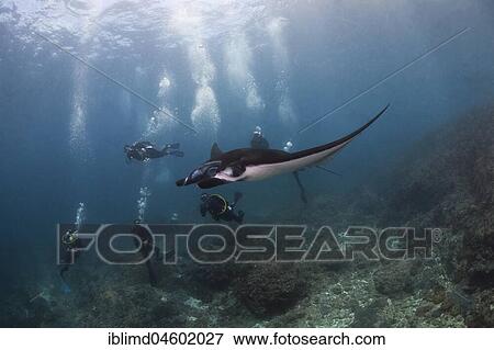 Reef Manta Ray (Mobula alfredi) watched by divers, Manta Point, Nusa Penida, Nusa Lembongan, Bali, Indonesia, Asia View Large Photo Image Stock Photo - Reef Manta Ray (Mobula alfredi) watched by divers, Manta Point, Nusa Penida, Nusa Lembongan, Bali, Indonesia, Asia. Fotosearch