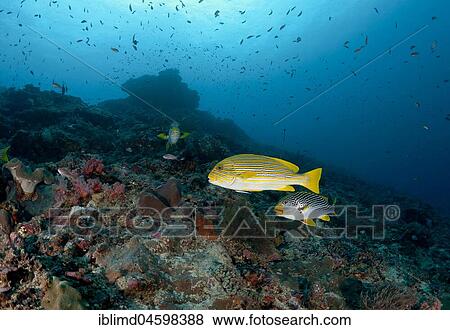 Ribboned sweetlip (Plectorhinchus polytaenia) and Yellow-striped Sweet Lips (Plectorhinchus lineatus), Nusa Penida, Nusa Lembongan, Bali, Indonesia, Asia View Large Photo Image Stock Photo - Ribboned sweetlip (Plectorhinchus polytaenia) and Yellow-striped Sweet Lips (Plectorhinchus lineatus), Nusa Penida, Nusa Lembongan, Bali, Indonesia, Asia. Fotosearch