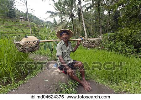 Rice grower at the rice terraces of Tegalalang, Ubud, Bali, Indonesia, Asia View Large Photo Image Stock Photography - Rice grower at the rice terraces of Tegalalang, Ubud, Bali, Indonesia, Asia. Fotosearch