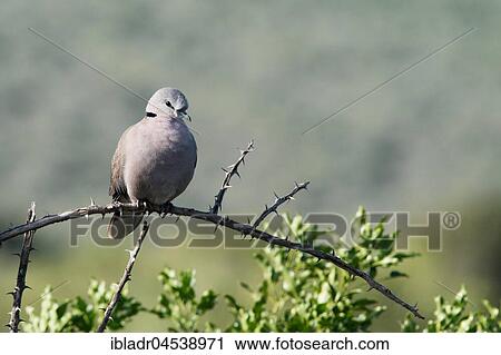 Ring-necked Dove (Streptopelia capicola) View Large Photo Image Stock Image - Ring-necked Dove (Streptopelia capicola). Fotosearch