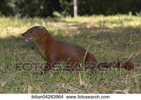 Ring-tailed mongoose (Galidia elegans), Montagne d'Ambre, northern Madagascar View Large Photo Image Picture - Ring-tailed mongoose (Galidia elegans), Montagne d'Ambre, northern Madagascar. Fotosearch