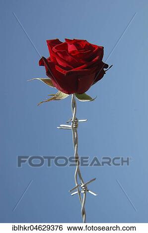 Stock Photograph - Rose blossom with barbed wire stem, Berlin, Germany, Europe. Fotosearch