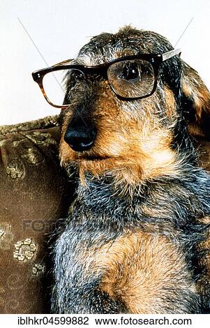 Stock Image - Roughhead dachshund with glasses, England, Great Britain. Fotosearch