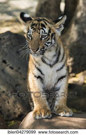 Royal Bengal tiger (Panthers tigris tigris) cub, 3 months old View Large Photo Image Stock Photo - Royal Bengal tiger (Panthers tigris tigris) cub, 3 months old. Fotosearch