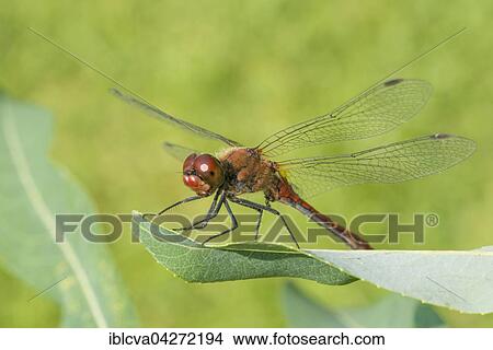 Ruddy darter (Sympetrum sanguineum), sexually mature male sitting on a willow leaf (Salix), Germany, Europe View Large Photo Image Picture - Ruddy darter (Sympetrum sanguineum), sexually mature male sitting on a willow leaf (Salix), Germany, Europe. Fotosearch