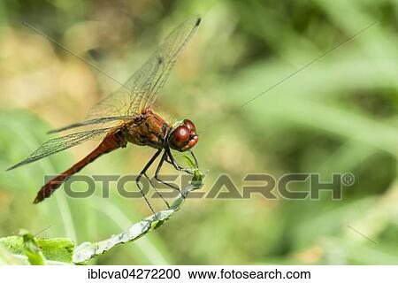 Ruddy darter (Sympetrum sanguineum), sexually mature male, sitting on a leaf, Germany, Europe View Large Photo Image Stock Image - Ruddy darter (Sympetrum sanguineum), sexually mature male, sitting on a leaf, Germany, Europe. Fotosearch