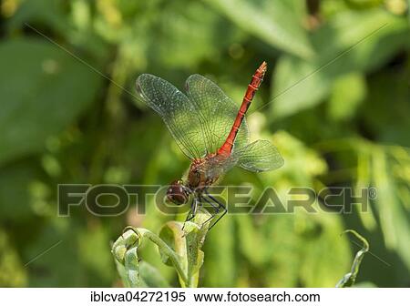 Ruddy darter (Sympetrum sanguineum), sexually mature male, obelisk posture, on a willow leaf (Salix), medial view, Germany, Europe View Large Photo Image Stock Photography - Ruddy darter (Sympetrum sanguineum), sexually mature male, obelisk posture, on a willow leaf (Salix), medial view, Germany, Europe. Fotosearch