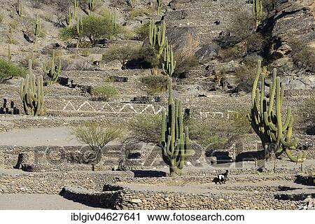 Stock Image - Ruins of Quilmes, Ciudad Sagrada de los Quilmes, foundations with column cactuses, fortress, Valle Calchaquí, Tucumán, Argentina, South America. Fotosearch