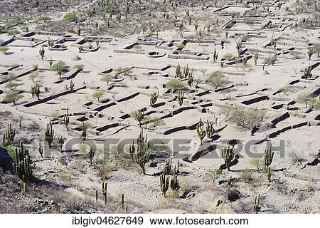 Stock Photo - Ruins of Quilmes, Ciudad Sagrada de los Quilmes, foundations with column cactuses, fortress, Valle Calchaquí, Tucumán, Argentina, South America. Fotosearch