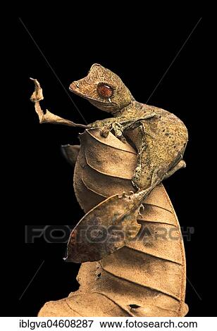 Stock Photo - Satanic Leaf Tailed Gecko (Uroplatus phantasticus), camouflaged on dry leaves, endemic, Anjozorobe National Park, Madagascar, Africa. Fotosearch