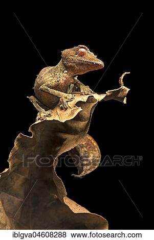 Satanic Leaf Tailed Gecko (Uroplatus phantasticus), camouflaged on dry leaves, endemic, Anjozorobe National Park, Madagascar, Africa View Large Photo Image Stock Photo - Satanic Leaf Tailed Gecko (Uroplatus phantasticus), camouflaged on dry leaves, endemic, Anjozorobe National Park, Madagascar, Africa. Fotosearch