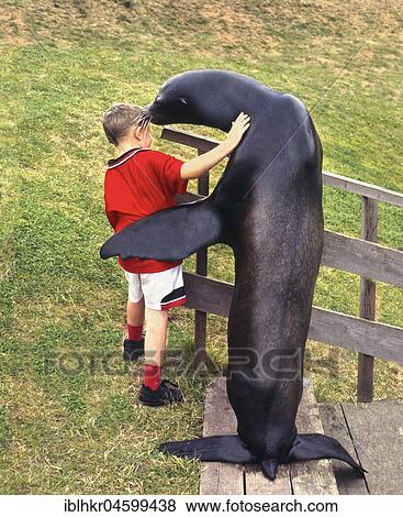 Stock Photo - Seal embraces a boy, England, Great Britain. Fotosearch