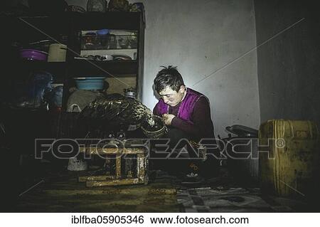 Serikzhan, son of the eagle hunter Bashakhan Spai, feeds one of the eagles with the raw lung of the goat, Kisil Char, Olgii, Mongolia, Asia View Large Photo Image Stock Photograph - Serikzhan, son of the eagle hunter Bashakhan Spai, feeds one of the eagles with the raw lung of the goat, Kisil Char, Olgii, Mongolia, Asia. Fotosearch