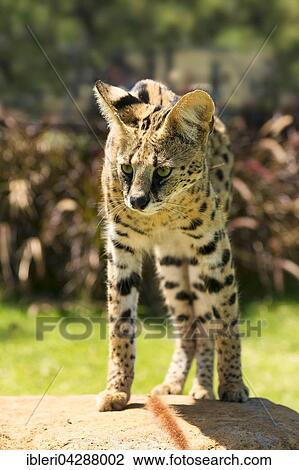 Serval (Leptailurus serval), 2 years, Africa, captive View Large Photo Image Stock Image - Serval (Leptailurus serval), 2 years, Africa, captive. Fotosearch