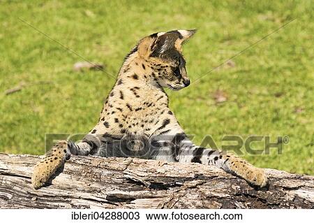Serval (Leptailurus serval), 2 years, Africa, captive View Large Photo Image Stock Image - Serval (Leptailurus serval), 2 years, Africa, captive. Fotosearch