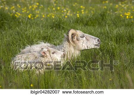 Sheep in Iceland View Large Photo Image Stock Photo - Sheep in Iceland. Fotosearch
