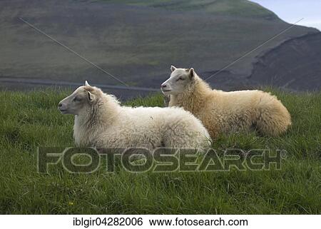 Stock Photograph - Sheep in Iceland. Fotosearch
