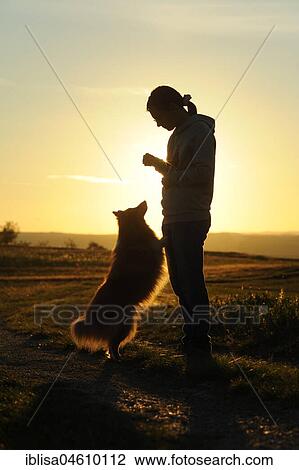 Sheltie, Shetland Sheepdog, sable, dog, waiting for mistress' reward, sunset backlight, Germany, Europe View Large Photo Image Stock Image - Sheltie, Shetland Sheepdog, sable, dog, waiting for mistress' reward, sunset backlight, Germany, Europe. Fotosearch