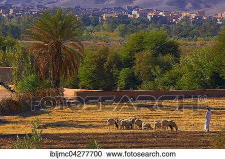 Shepherd at Taourirt Kasbah, UNESCO World Heritage Site, Ouarzazate, Ouarzazate Province, Morocco, Africa View Large Photo Image Stock Image - Shepherd at Taourirt Kasbah, UNESCO World Heritage Site, Ouarzazate, Ouarzazate Province, Morocco, Africa. Fotosearch