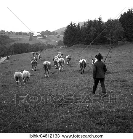 Stock Image - Shepherd with cows on the way on fields, ca. 1945 to 1955, near Freiburg, Germany, Europe. Fotosearch
