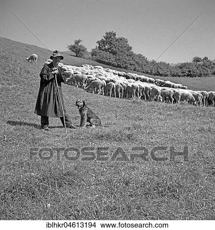Picture - Shepherd with his flock of sheep, ca. 1945 to 1955, near Freiburg, Germany, Europe. Fotosearch