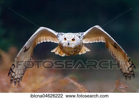 Stock Image - Siberian Eagle Owl (Bubo bubo sibiricus), in flight, Bavaria, Germany, Europe. Fotosearch